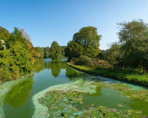 Canicule : les cyanobactéries prolifèrent dans les lacs et rivières françaises, danger pour la santé