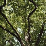 Canicules : les forêts françaises résistent pour l'instant aux températures extrêmes