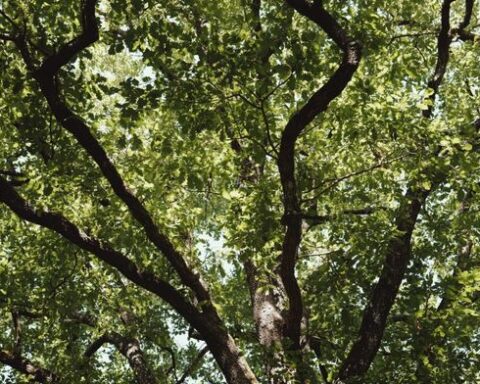 Canicules : les forêts françaises résistent pour l'instant aux températures extrêmes