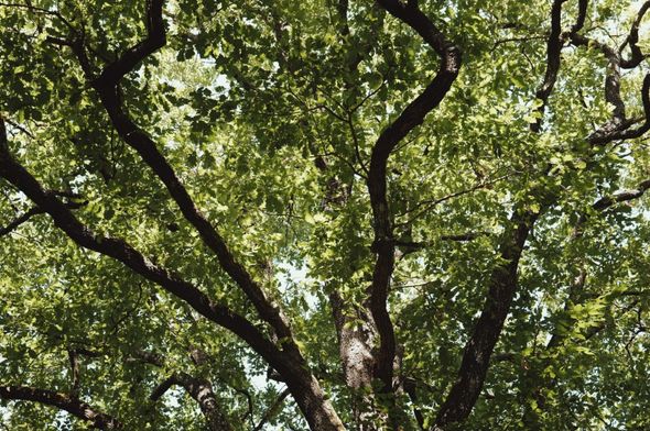 Canicules : les forêts françaises résistent pour l'instant aux températures extrêmes
