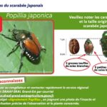 Des scarabées japonais détectés en Alsace, après leur apparition dans les Alpes-Maritimes