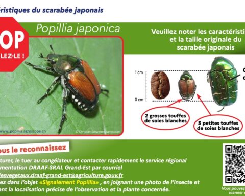 Des scarabées japonais détectés en Alsace, après leur apparition dans les Alpes-Maritimes