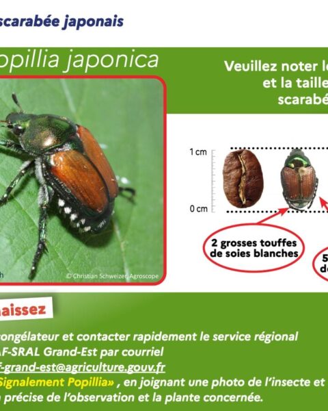 Des scarabées japonais détectés en Alsace, après leur apparition dans les Alpes-Maritimes