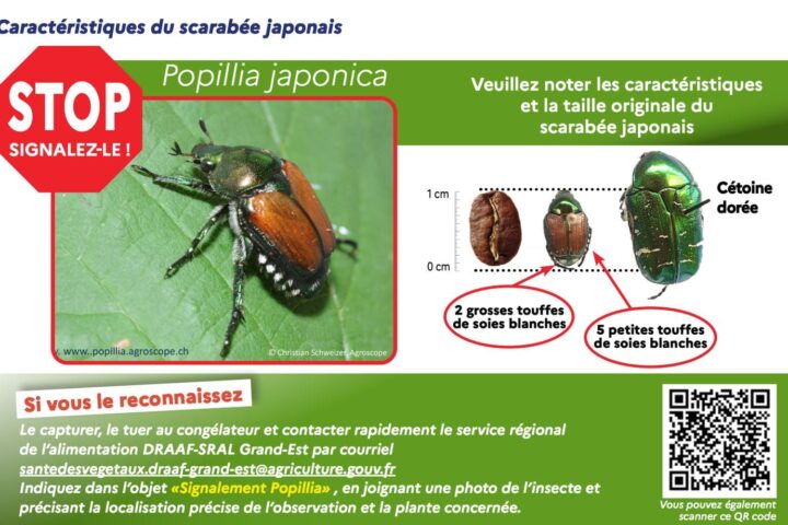Des scarabées japonais détectés en Alsace, après leur apparition dans les Alpes-Maritimes