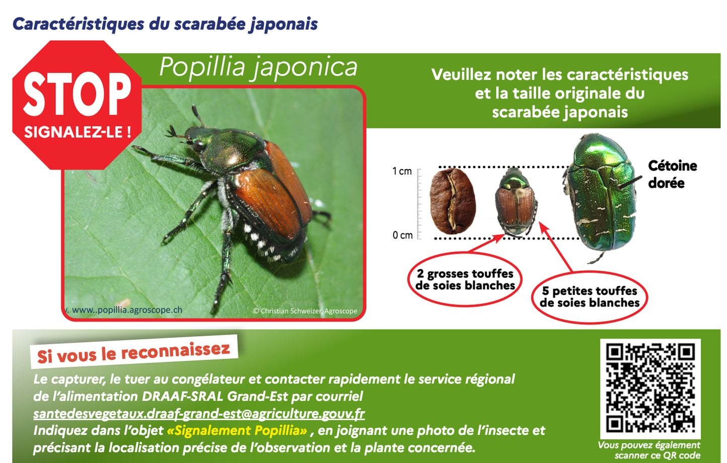 Des scarabées japonais détectés en Alsace, après leur apparition dans les Alpes-Maritimes