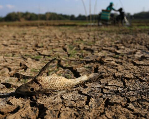 El Niño « Godzilla » pourrait frapper en 2026, alerte les climatologues sur ses conséquences mondiales