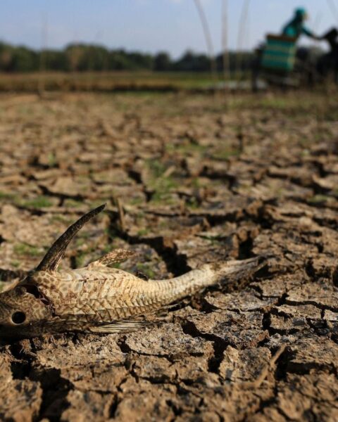 El Niño « Godzilla » pourrait frapper en 2026, alerte les climatologues sur ses conséquences mondiales
