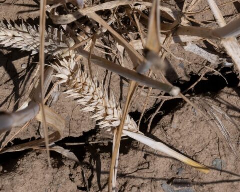 El Niño : l'ONU alerte sur une intensité « forte » prévue cet été