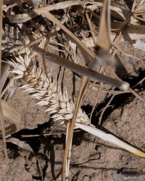 El Niño : l'ONU alerte sur une intensité « forte » prévue cet été