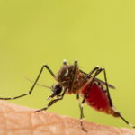 Hausse des cas de virus du Nil occidental en Europe, alerte de l'OMS