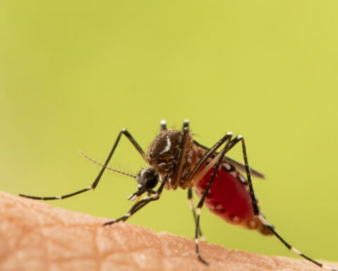 Hausse des cas de virus du Nil occidental en Europe, alerte de l'OMS
