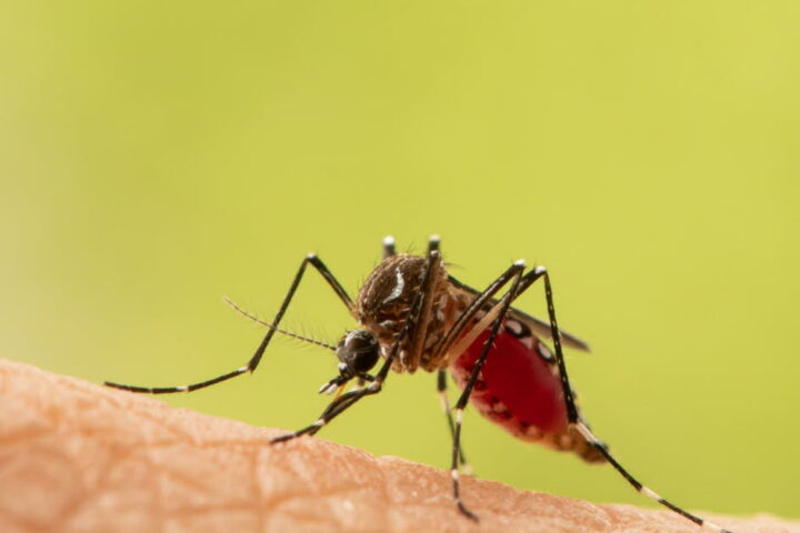 Hausse des cas de virus du Nil occidental en Europe, alerte de l'OMS