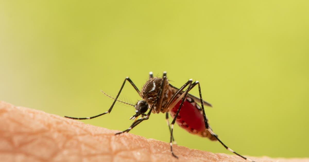 Hausse des cas de virus du Nil occidental en Europe, alerte de l'OMS