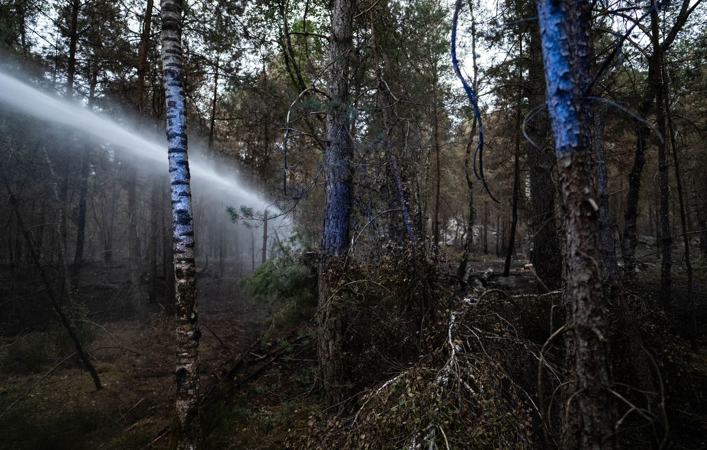 Incendies à Fontainebleau : la situation se stabilise malgré des réactivations de points chauds