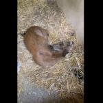 Incendies de Fontainebleau : plus de 6.000 bénévoles s'organisent pour secourir les animaux affected par le feu