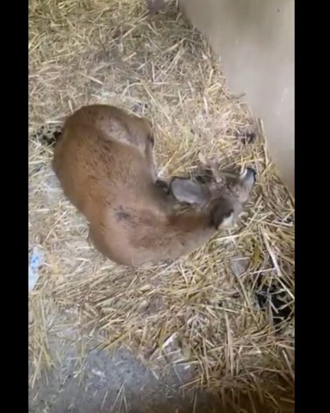 Incendies de Fontainebleau : plus de 6.000 bénévoles s'organisent pour secourir les animaux affected par le feu