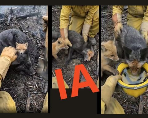 Incendies : des vidéos de sauvetage d'animaux soulèvent des questions sur leur authenticité