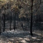 Incendies en forêt de Fontainebleau : quelles mesures pour protéger ce patrimoine naturel ?