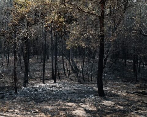 Incendies en forêt de Fontainebleau : quelles mesures pour protéger ce patrimoine naturel ?