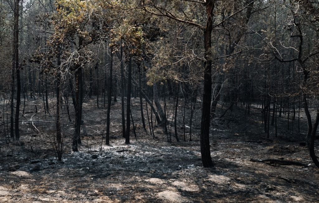 Incendies en forêt de Fontainebleau : quelles mesures pour protéger ce patrimoine naturel ?