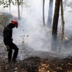 Incendies en France : la forêt peut-elle se régénérer sans intervention humaine ?