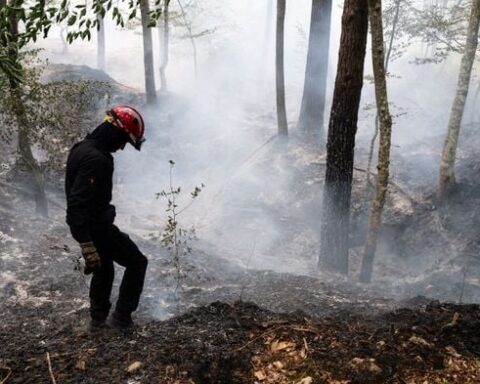 Incendies en France : la forêt peut-elle se régénérer sans intervention humaine ?