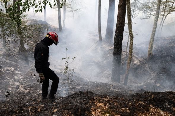 Incendies en France : la forêt peut-elle se régénérer sans intervention humaine ?