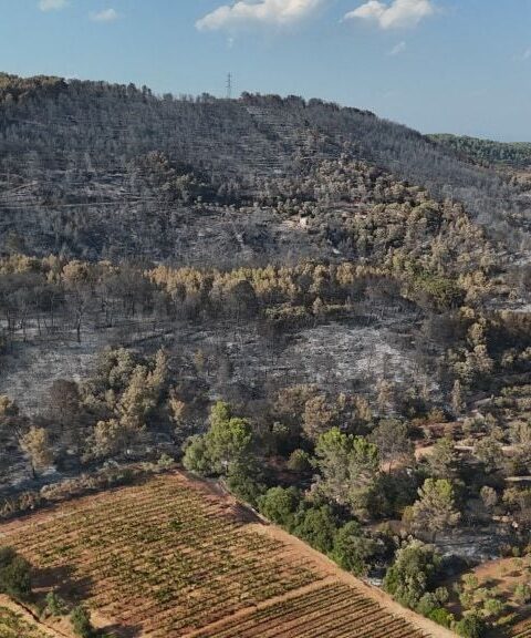Incendies en France : un record de surfaces brûlées atteint à la mi-juillet 2026