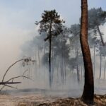 Incendies en Gironde et dans les Landes : pourquoi certains arbres survivent aux flammes