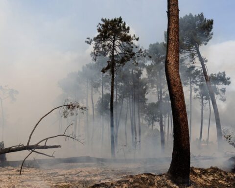 Incendies en Gironde et dans les Landes : pourquoi certains arbres survivent aux flammes