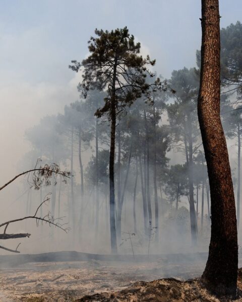 Incendies en Gironde et dans les Landes : pourquoi certains arbres survivent aux flammes
