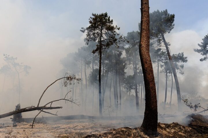 Incendies en Gironde et dans les Landes : pourquoi certains arbres survivent aux flammes