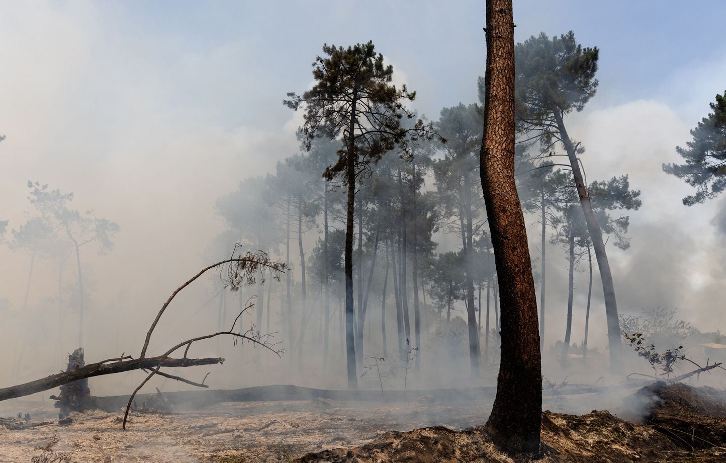 Incendies en Gironde et dans les Landes : pourquoi certains arbres survivent aux flammes