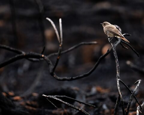 Incendies : le gouvernement mandate les préfets pour décider de l'interdiction de la chasse