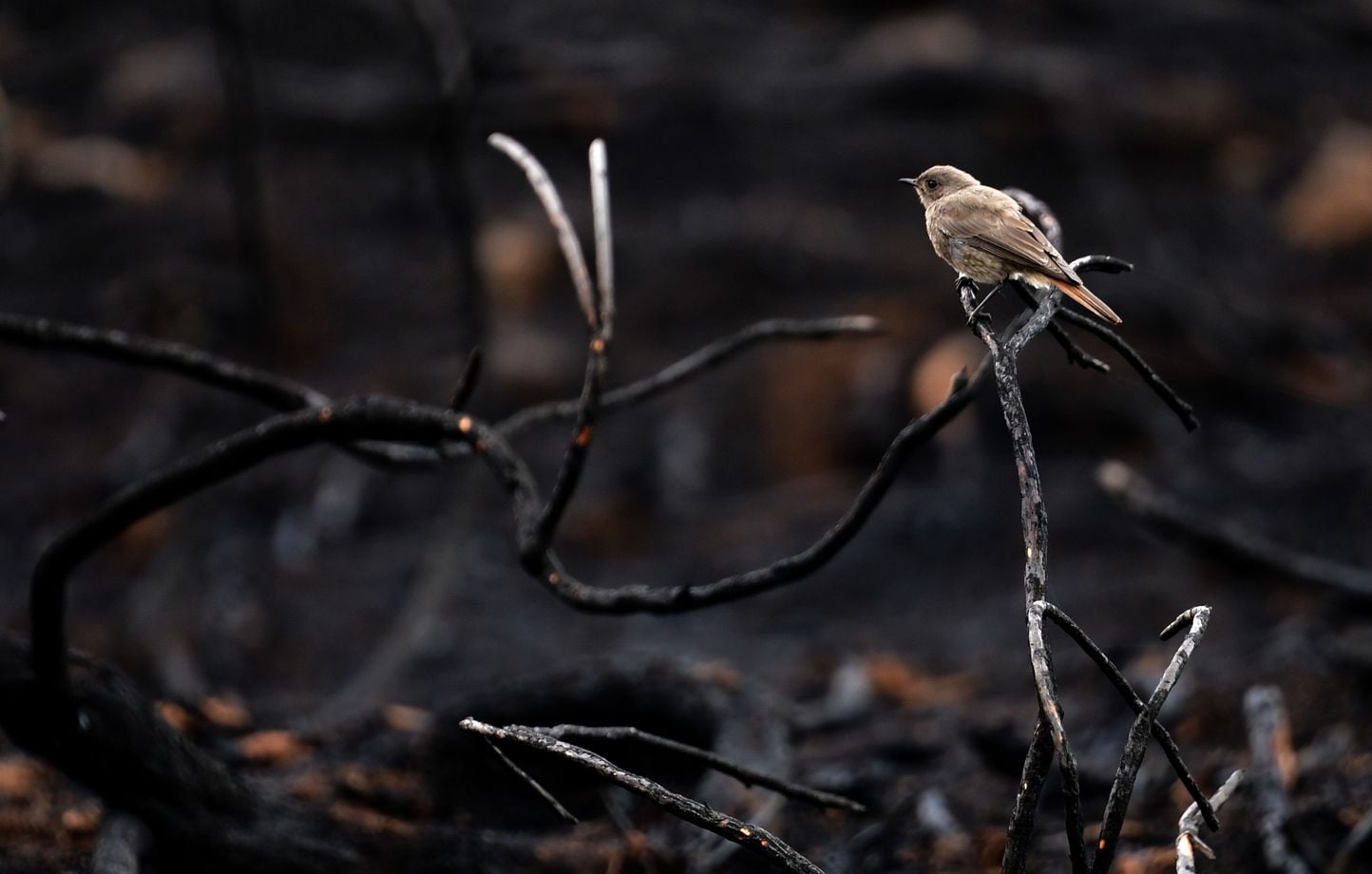 Incendies : le gouvernement mandate les préfets pour décider de l'interdiction de la chasse