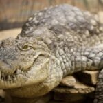 Israël envisage l'utilisation de crocodiles du Nil pour dissuader les prisonniers palestiniens