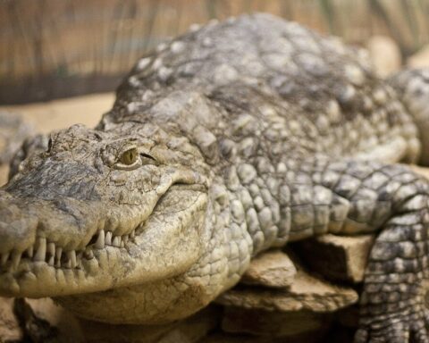 Israël envisage l'utilisation de crocodiles du Nil pour dissuader les prisonniers palestiniens
