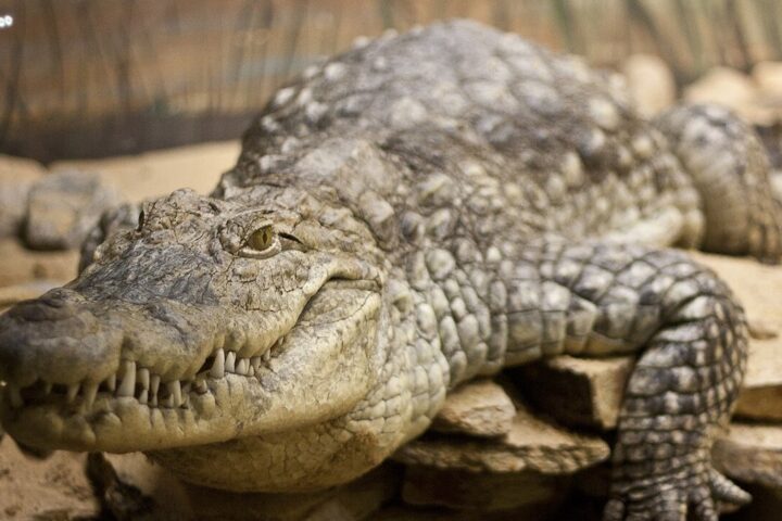 Israël envisage l'utilisation de crocodiles du Nil pour dissuader les prisonniers palestiniens