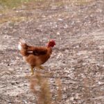 La France souhaite accroître sa production de poulet face à une consommation croissante et des importations élevées