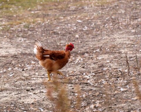 La France souhaite accroître sa production de poulet face à une consommation croissante et des importations élevées