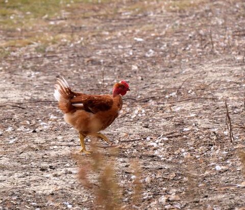 La France souhaite accroître sa production de poulet face à une consommation croissante et des importations élevées