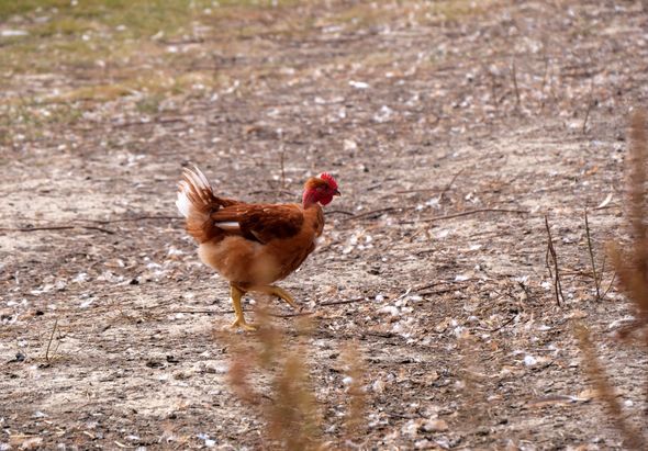 La France souhaite accroître sa production de poulet face à une consommation croissante et des importations élevées