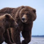 L'administration Trump réduit la protection des espèces menacées au profit des intérêts économiques