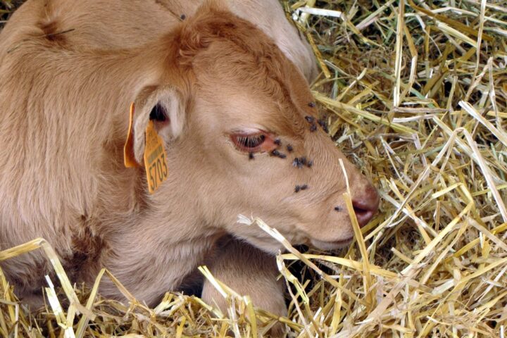 Laëtitia Rimbaud dénonce les déchets en montagne après la mort de deux veaux en Savoie
