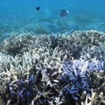 L'Australie face à un effondrement imminent de la grande barrière de corail en raison d'El Niño