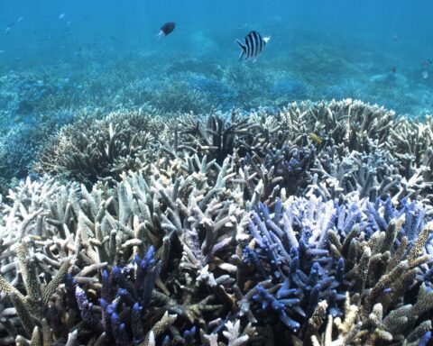 L'Australie face à un effondrement imminent de la grande barrière de corail en raison d'El Niño
