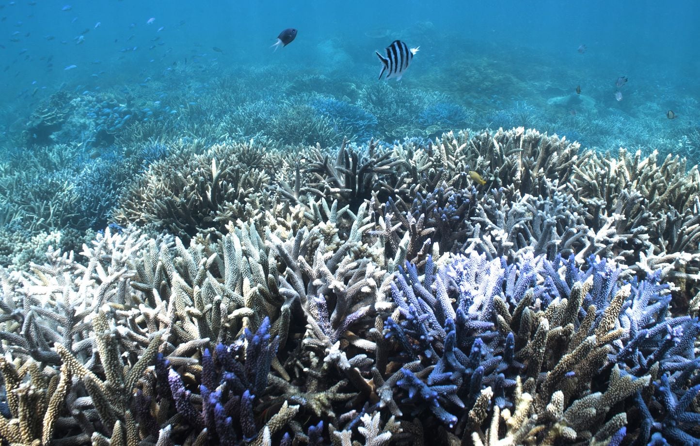 L'Australie face à un effondrement imminent de la grande barrière de corail en raison d'El Niño