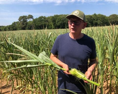 Les agriculteurs bretons confrontés à une sécheresse extrême et à des chaleurs record