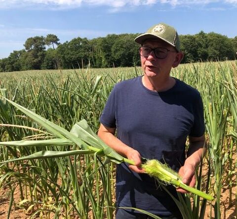 Les agriculteurs bretons confrontés à une sécheresse extrême et à des chaleurs record