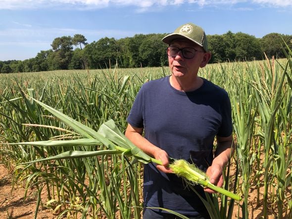 Les agriculteurs bretons confrontés à une sécheresse extrême et à des chaleurs record